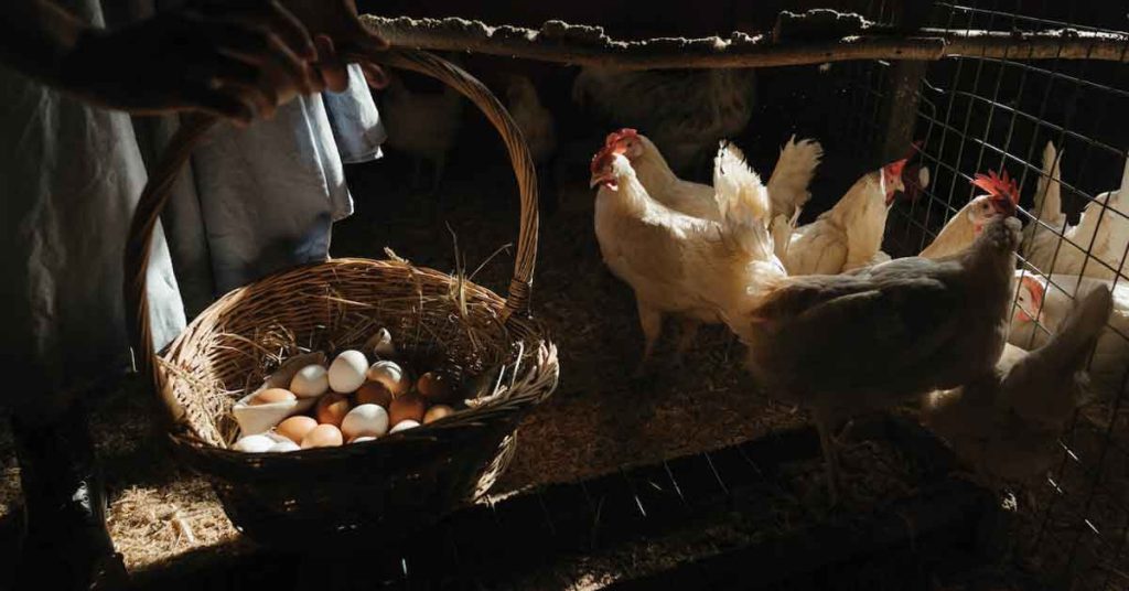 Chicken Coop Design Tips - Article Image