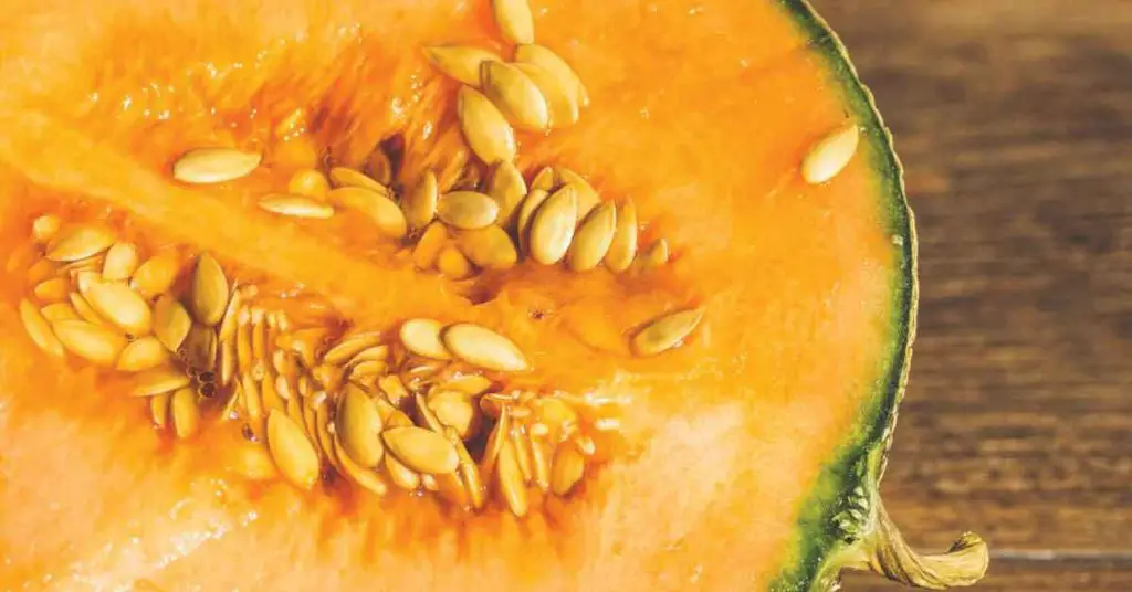 Gourd Seed Preservation Tips