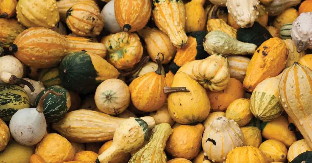 How to Save Gourd Seeds - Featured Image