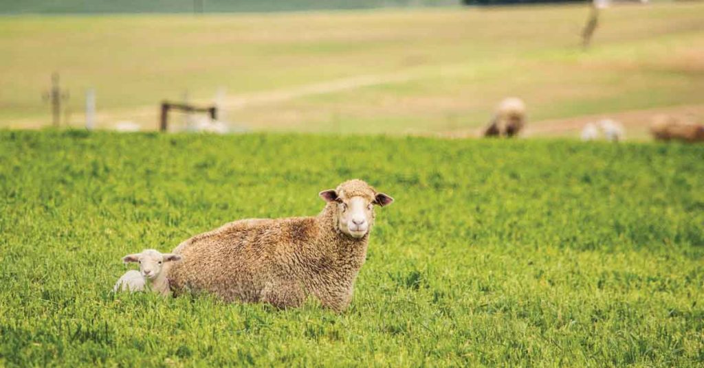 Preparing for Summer on the Homestead - Article Image