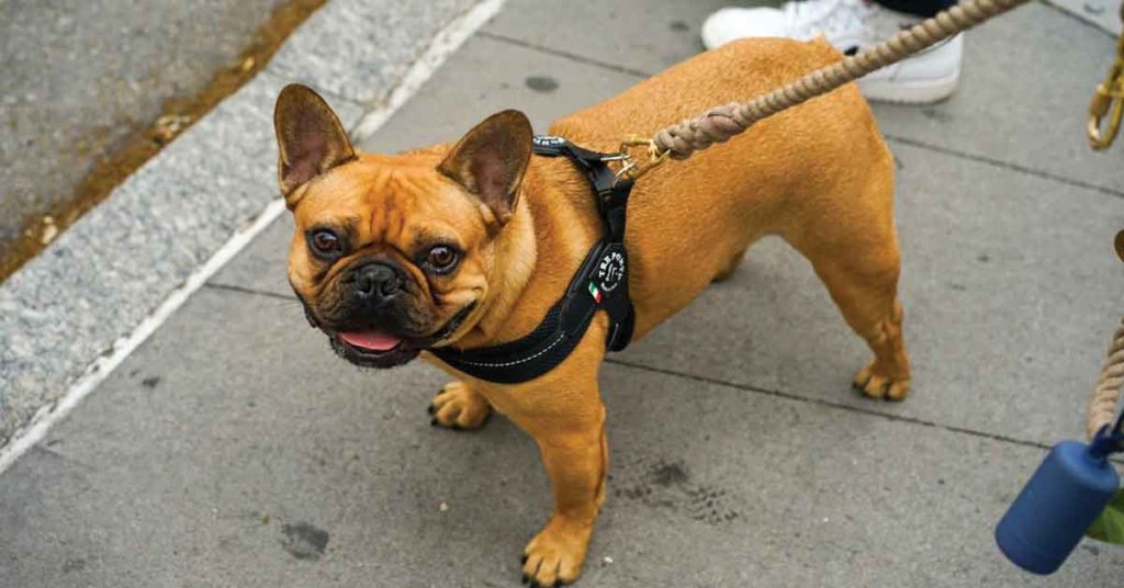 Things to Know Before Getting a French Bulldog - Article Image