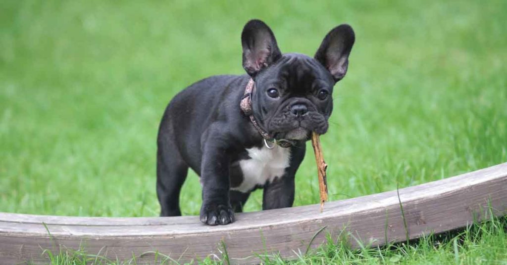 Things to Know Before Getting a French Bulldog - Article Image 2