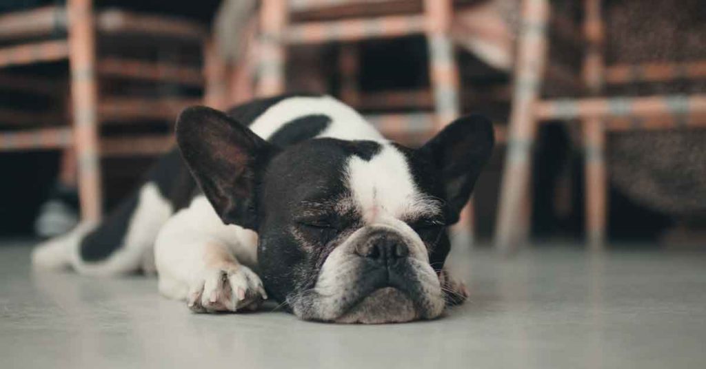 Things to Know Before Getting a French Bulldog - Article Image 3