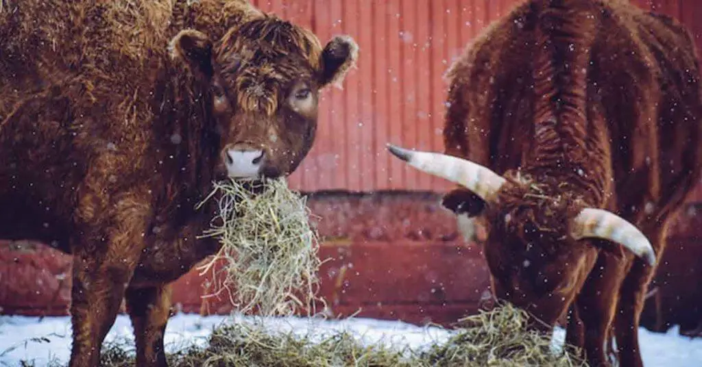 Bulls eating hay on winter day