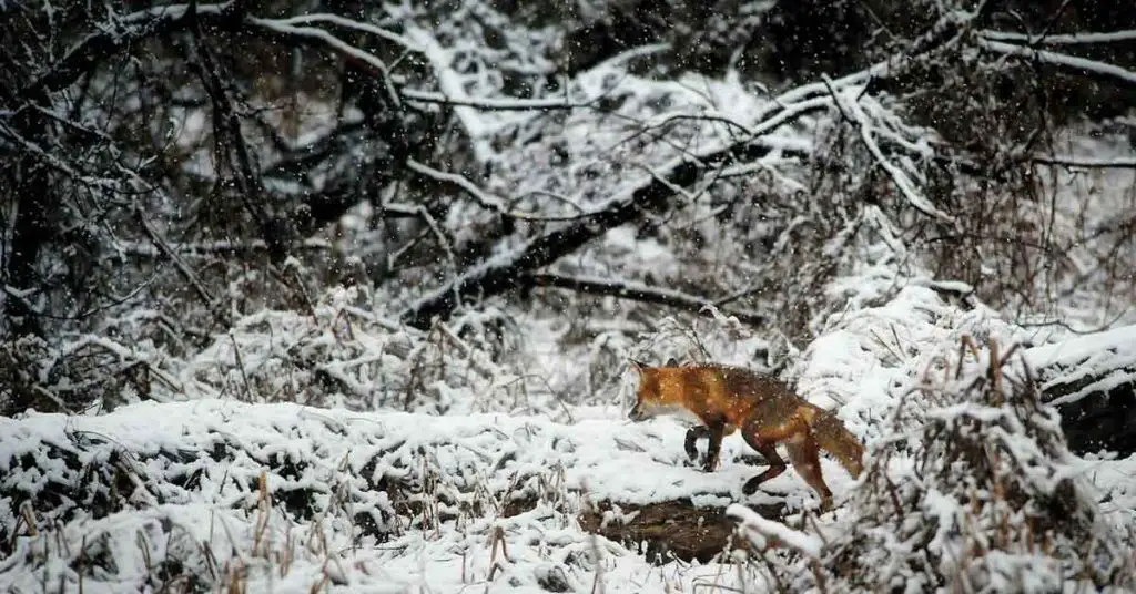 Homesteading in Alaska - Hunting