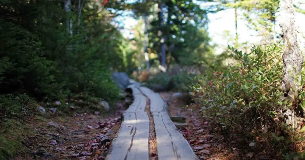 Homesteading in Maine - Featured Image