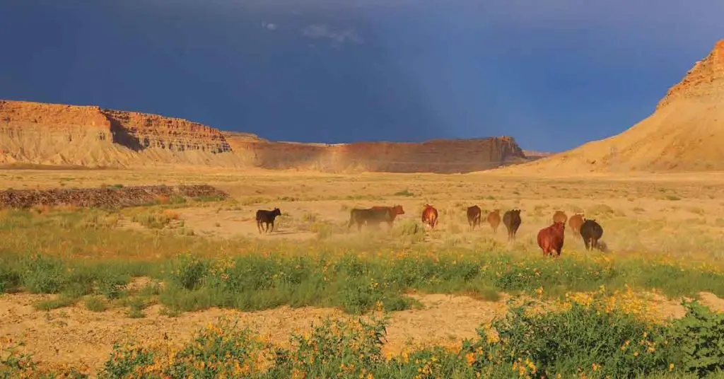 Homesteading in Colorado - Featured Image