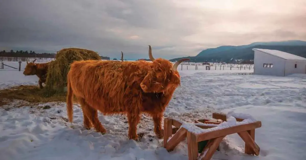 Homesteading in Late Winter - Featured Image