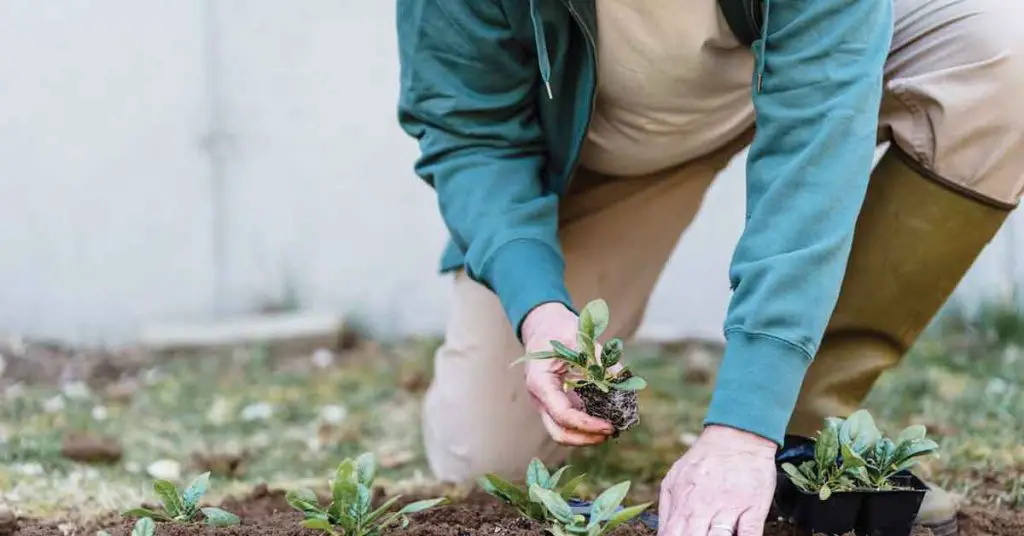 Homesteading in Early Spring - Featured Image