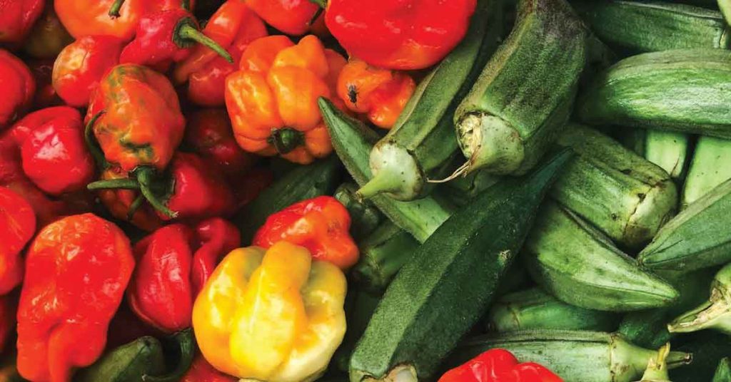 Homesteading in Late Spring: Okra and Bell Pepper