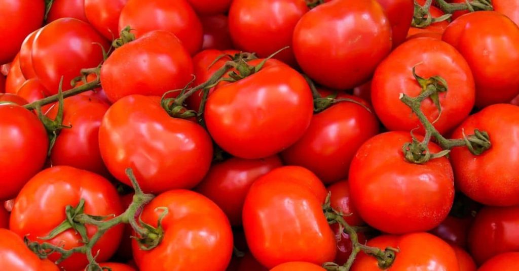 Fresh Tomatoes: Homesteading in Tennessee