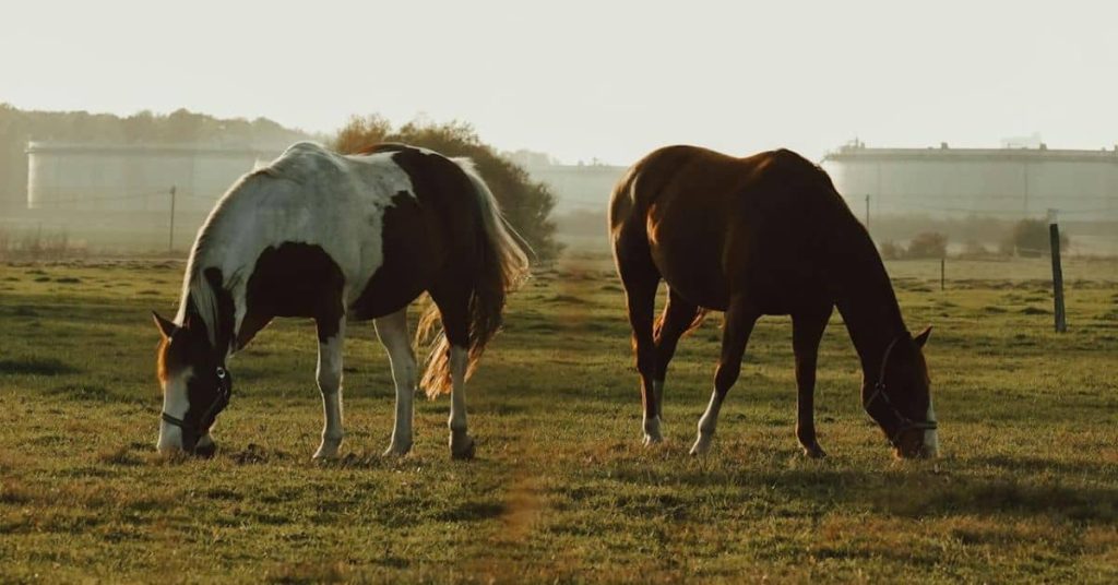Horses in a Missouri Homestead