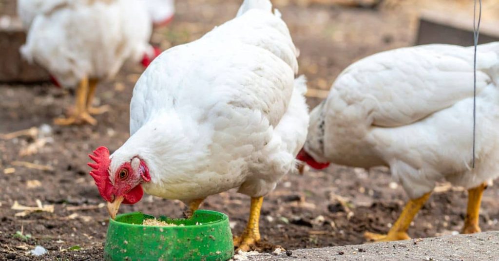 Leghorn Chickens