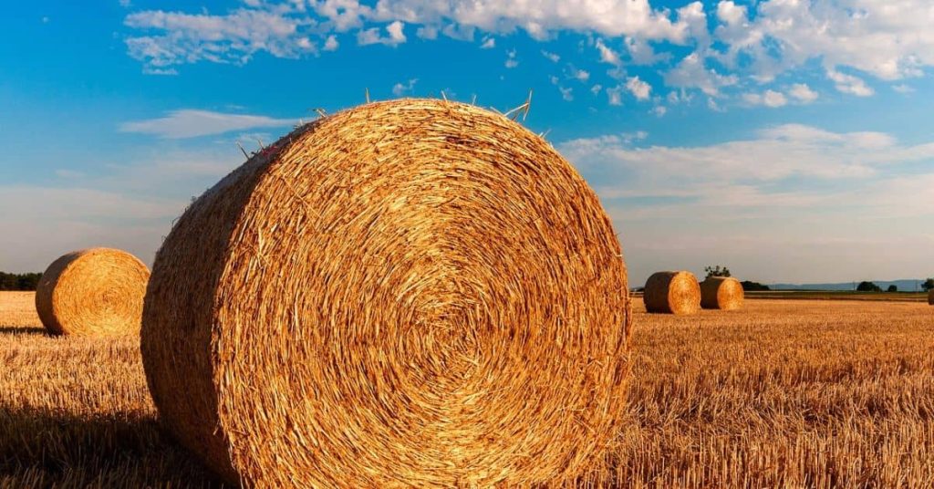Round Hay Bales in a Homestead