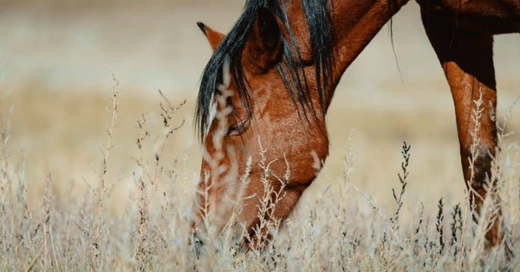 Horse in a Nevada Farm