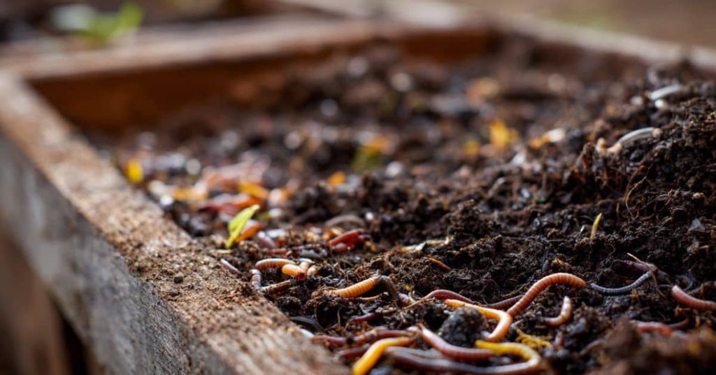 Worm composting