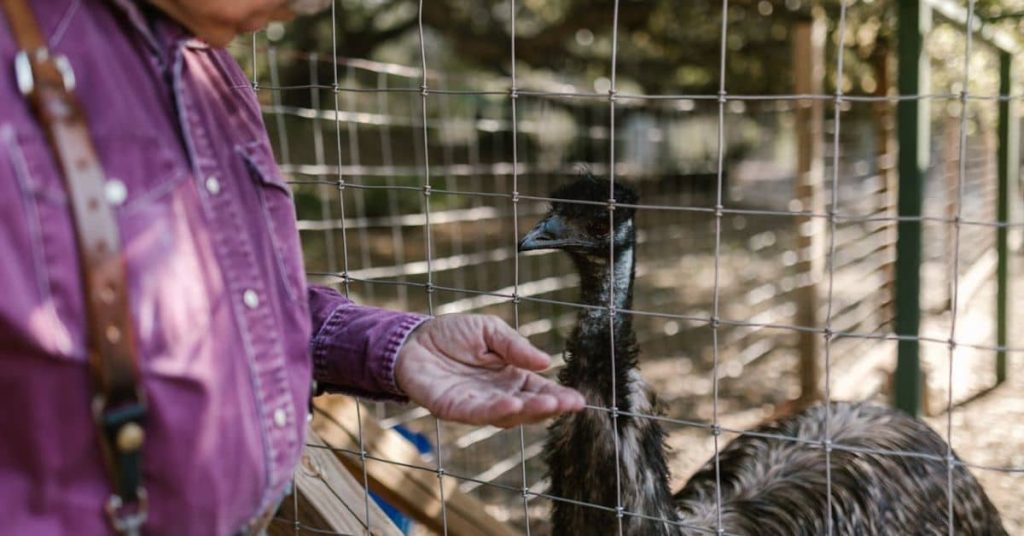 Farmer feeding an animal: Homesteading in Michigan