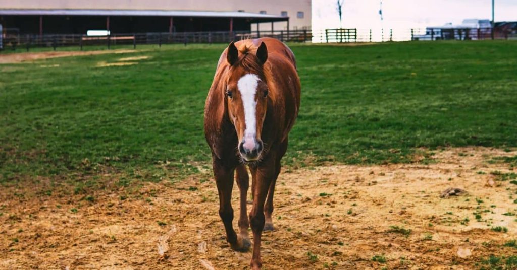 Horse in a South Dakota Homestead