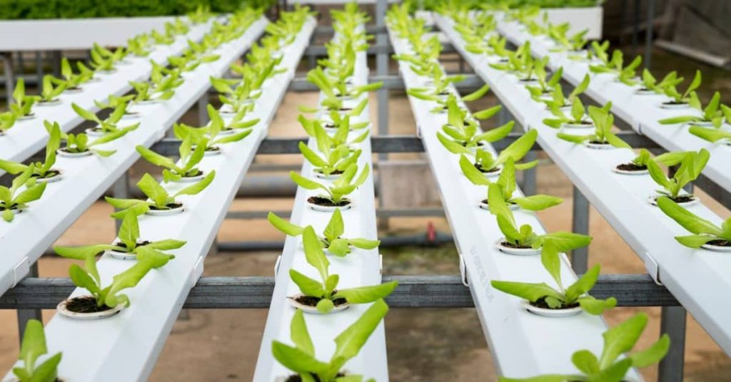 An urban green plant lot: Homesteading in Washington