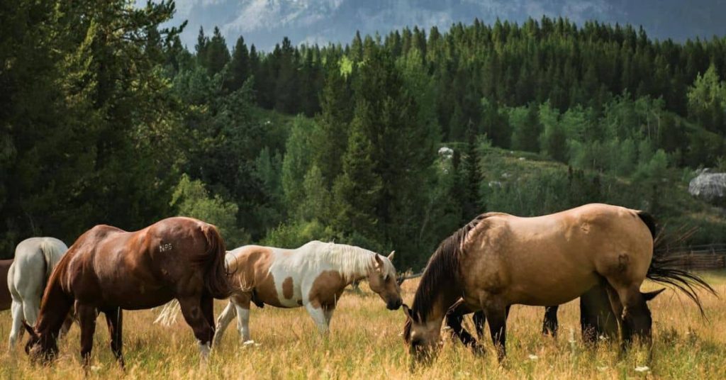 Horses in Jenny Lake, Wyoming, USA: Homesteading in Wyoming